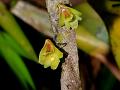 Double-Edged Dendrobium